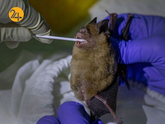 خفاش های نعل اسبی