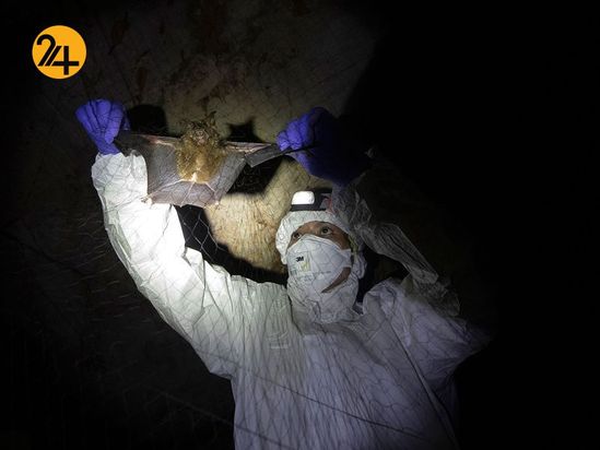 خفاش های نعل اسبی