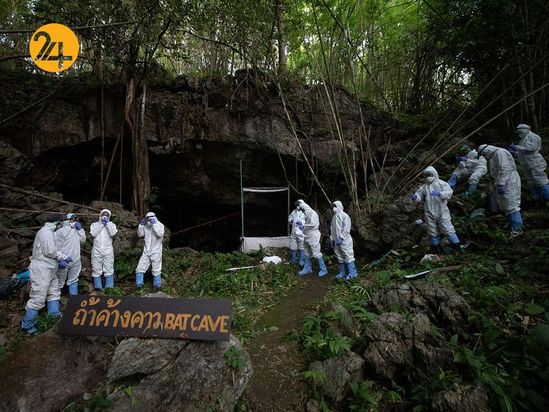 خفاش های نعل اسبی