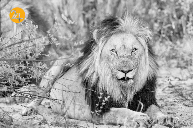 عکاسی در آفریقا