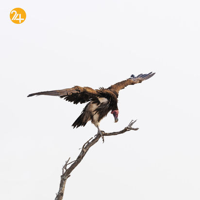 عکاسی در آفریقا