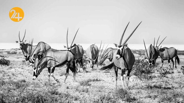 عکاسی در آفریقا