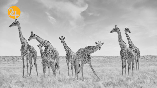 عکاسی در آفریقا