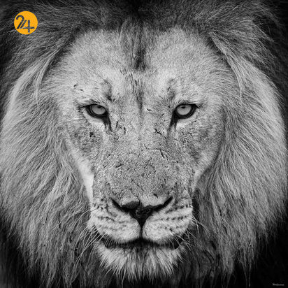 عکاسی در آفریقا