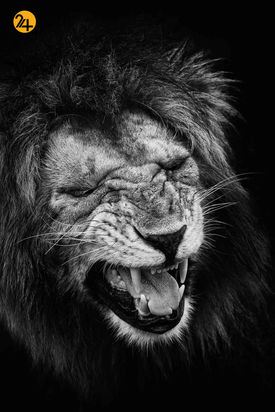 عکاسی در آفریقا