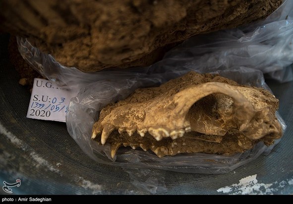 کشف اسکلت انسانی در تخت جمشید