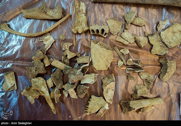 کشف اسکلت انسانی در تخت جمشید