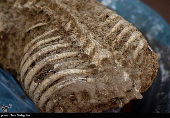 کشف اسکلت انسانی در تخت جمشید