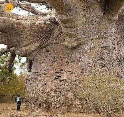 جالب ترین تصاویر