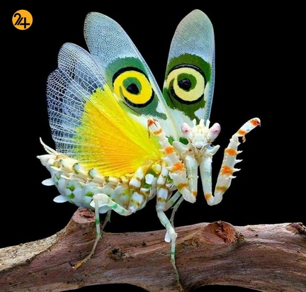 جالب ترین تصاویر