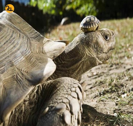 جالب ترین تصاویر