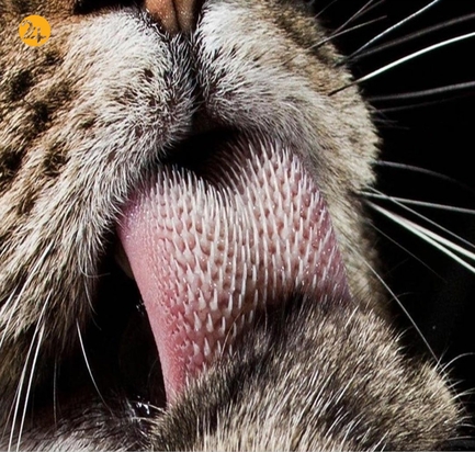 جالب ترین تصاویر