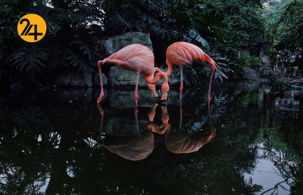 مسابقه عکاسی