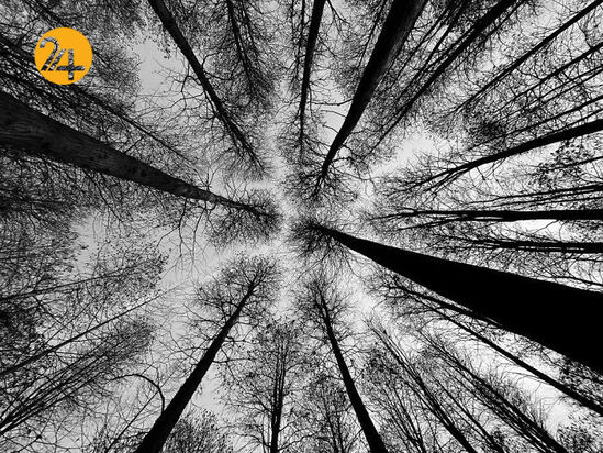 مسابقه عکاسی