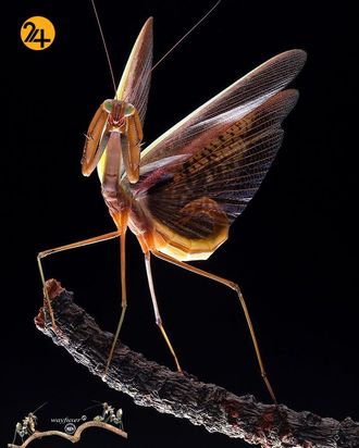 حشرات گل مانند