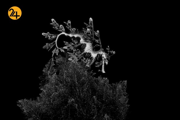 جشنواره عکاسی