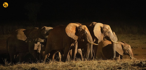 شکار حیوانات در معرض نابودی