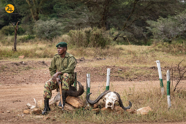 شکار حیوانات در معرض نابودی