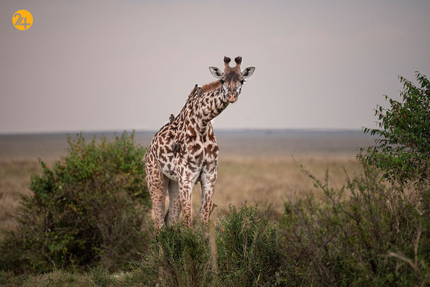 شکار حیوانات در معرض نابودی