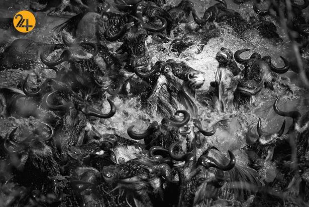 عجایب حیات وحش