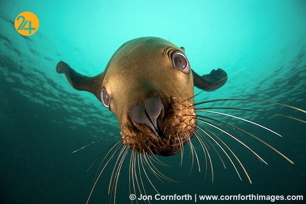 عجایب حیات وحش