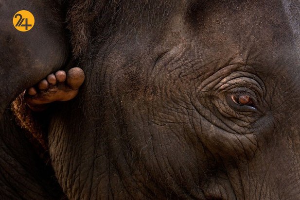 عجایب حیات وحش