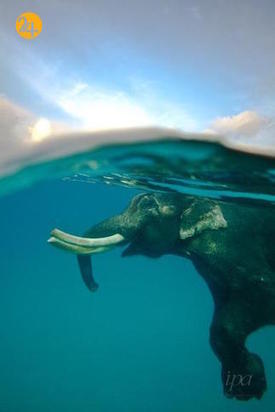 عجایب حیات وحش