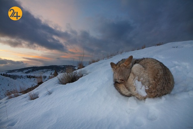 عجایب حیات وحش