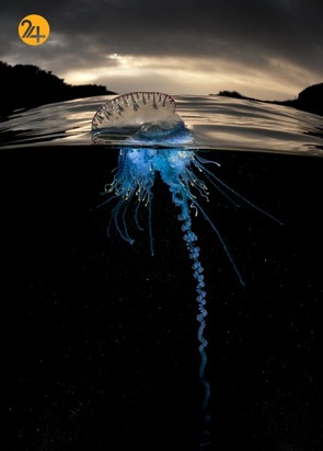 عجایب حیات وحش