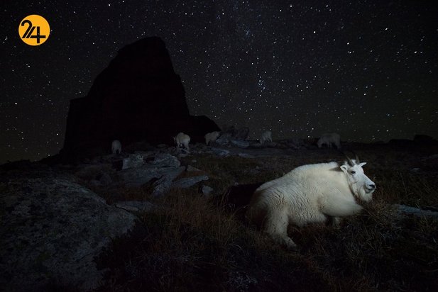 عجایب حیات وحش