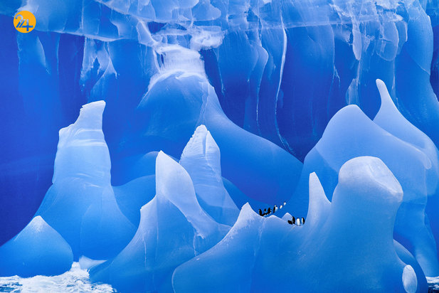 عجایب حیات وحش