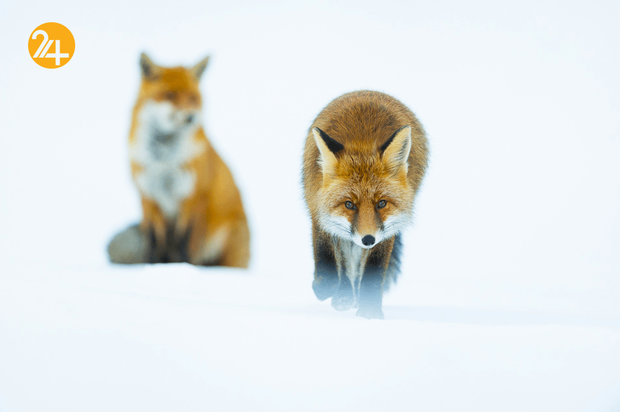 عجایب حیات وحش