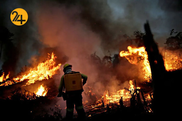 حیات وحش برزیل