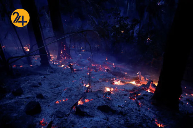 حیات وحش برزیل