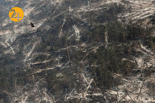 حیات وحش برزیل