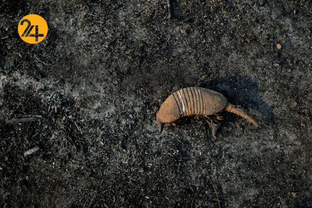 حیات وحش برزیل