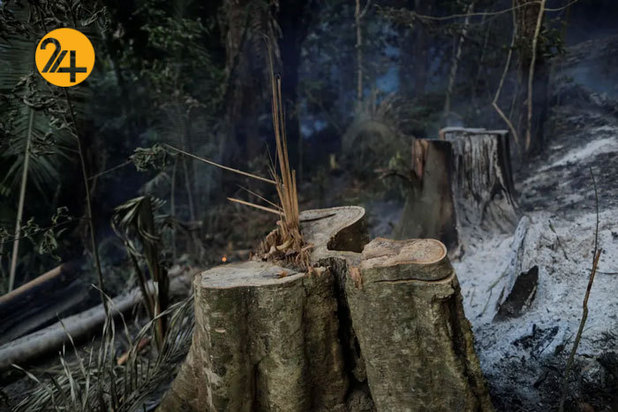 حیات وحش برزیل