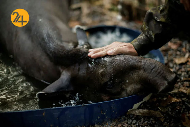 حیات وحش برزیل