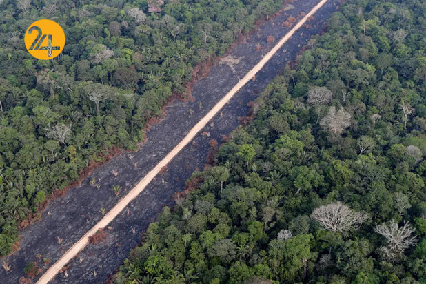 حیات وحش برزیل