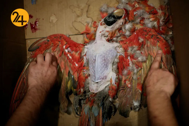 حیات وحش برزیل