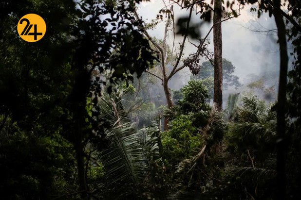 حیات وحش برزیل