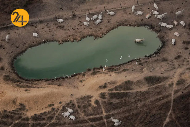 حیات وحش برزیل