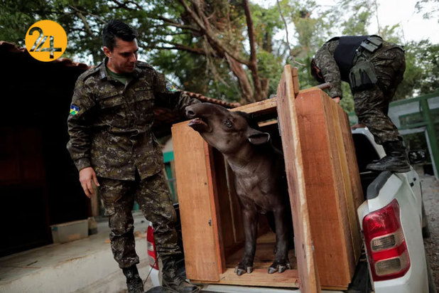 حیات وحش برزیل