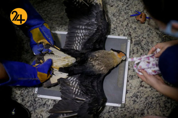 حیات وحش برزیل