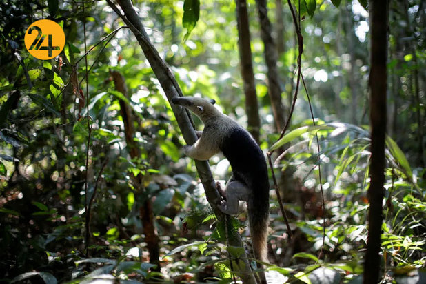 حیات وحش برزیل