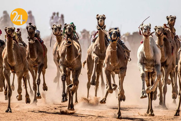 ورزش شترسواری