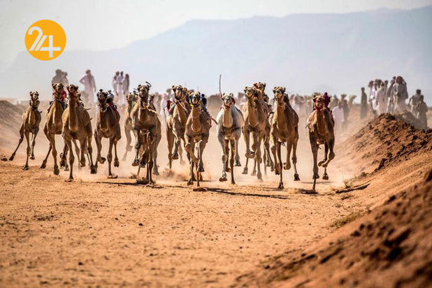 ورزش شترسواری