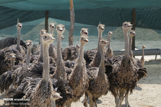 پرورش شترمرغ