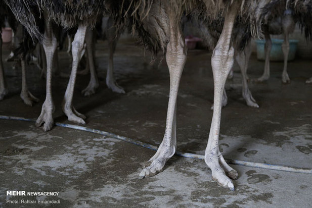 پرورش شترمرغ