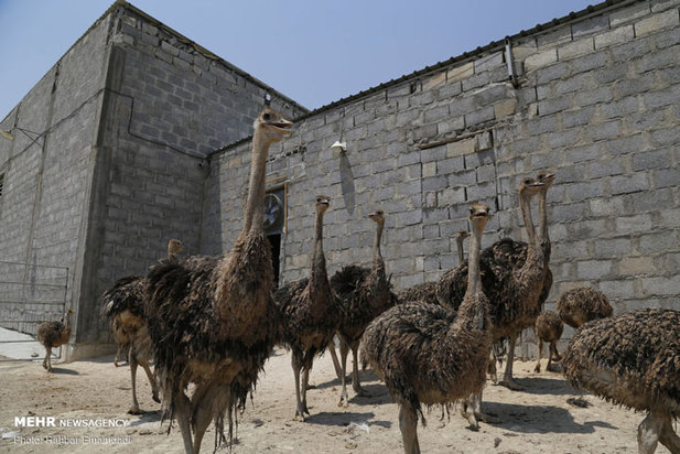 پرورش شترمرغ